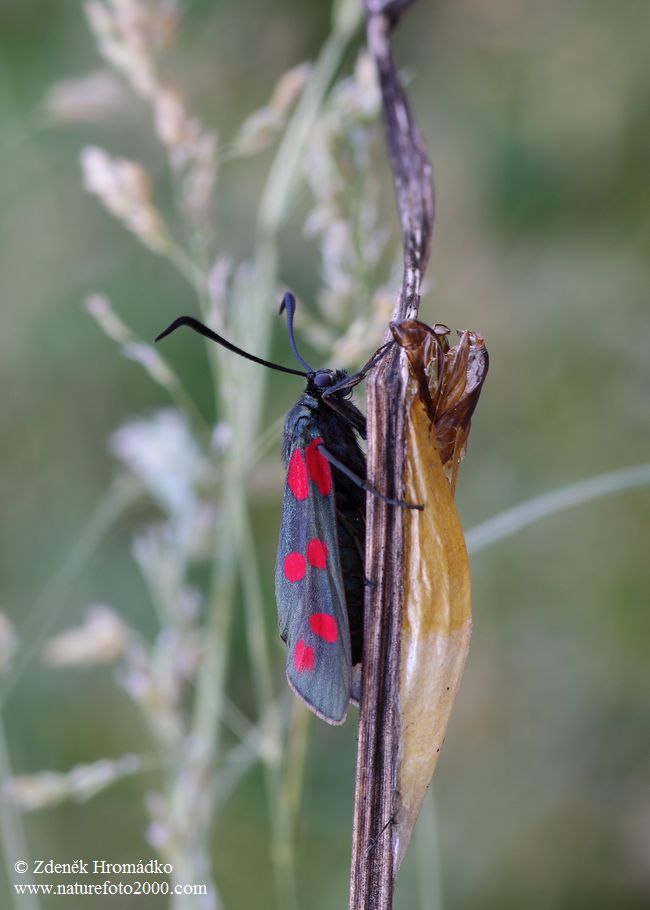 Six-spot Burnet, Zygaena filipendulae (Butterflies, Lepidoptera)